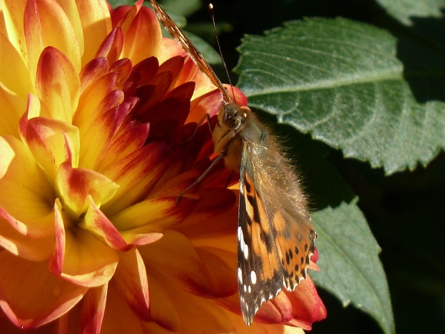 butterfly and Dahlia