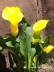 Yellow calla lily CKatt 4-2020